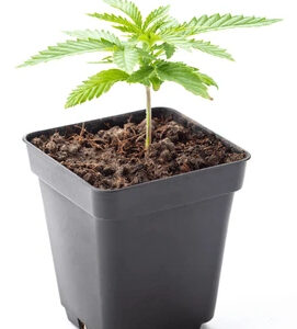Clones In Soil
