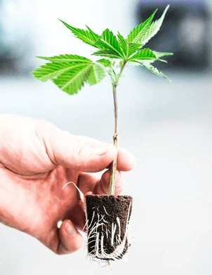 Clones Plugs