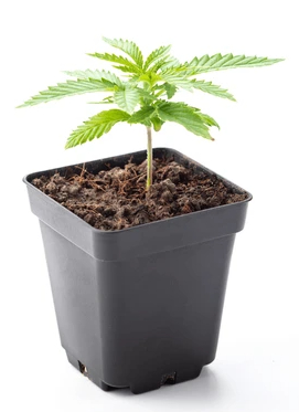 Clones In Soil Pots